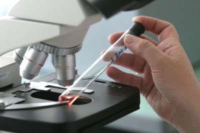 гранулоциты