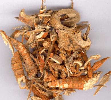 корень шелковицы