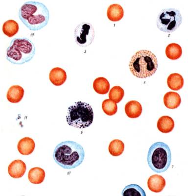 лейкоцитарная формула у ребенка