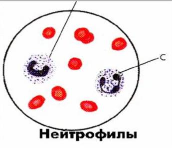 Нейтрофилез