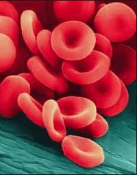 цветной показатель крови