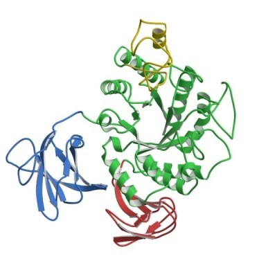 амилаза альфа