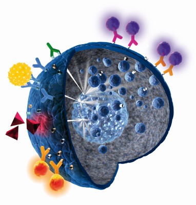 гранулоциты