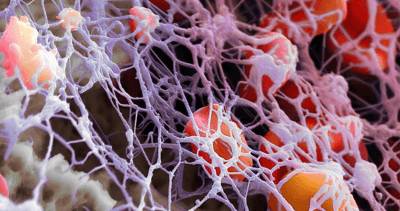 тромбокрит